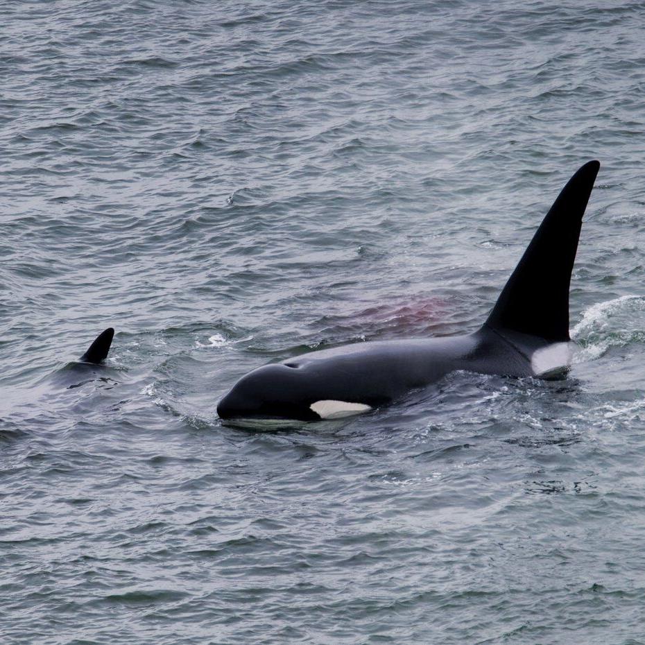 How Vancouver's urban orcas create connections and community among followers